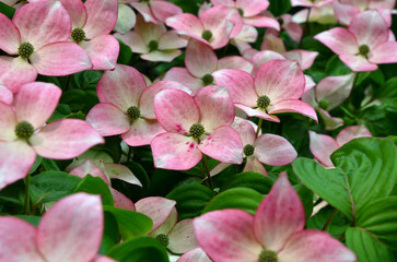 : Flowering Dogwood tree.Pink-white dogwood flowers with 4 petals. Outdoors photo , close up. Gardening and landscaping concept.