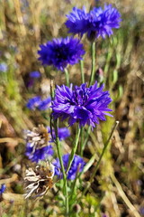 Bright blue cornflowers, wild flowers, bokeh