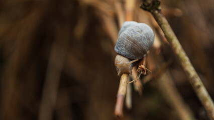 Schnecke © Lukasz