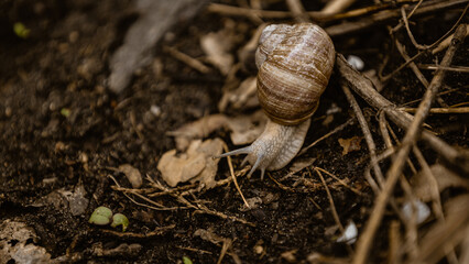 Schnecke © Lukasz