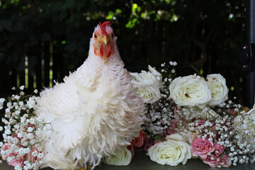 white rooster and flowers