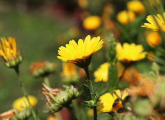 Yellow flowers, daisy, beautiful view