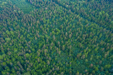 Aerial forest view at summer time with good weather