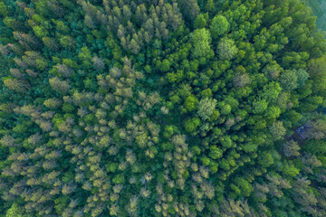 Aerial forest view at summer time with good weather