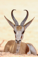 springbok in the Kgalagadi, South Africa