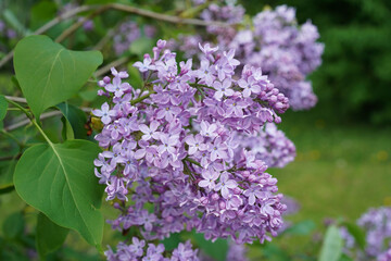A branch of blooming pale lilac close-up.