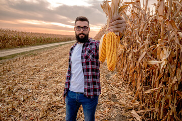 Farmer standing in corn field holding corn cobs in his hand and inspecting the crop before harvest....