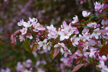 Pale pink apple flowers on a horizontally growing branch with reddish, brown and green leaves and crimson buds. Fruit tree during the bloom. Close-up, at eye level.