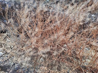 herbes hautes de Patagonie, El Calafate, Argentine