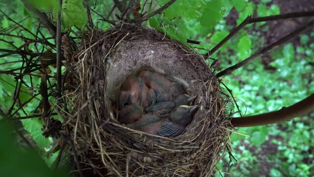 Mistle Thrush nest with chicks (Turdus viscivorus) - (4K)
