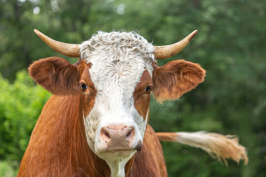 Portrait of a free-range german simmental breed cow on a pasture in summer outdoors