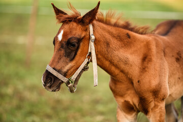 Naklejka na ściany i meble Small brown Arabian horse foal closeup detail to head, blurred green grass background