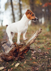 Small Jack Russell terrier dog in forest, standing on fallen tree, looking to side, closeup detail