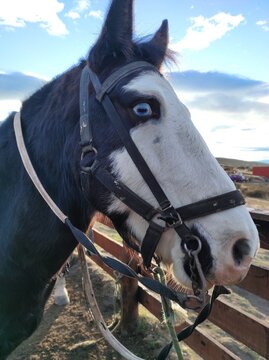 Cheval &agrave; l'&oelig;il bleu (vairon), Patagonie, Argentine