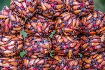 Packages of Brazilian pine fruit