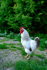 rooster in the grass on a background of juniper