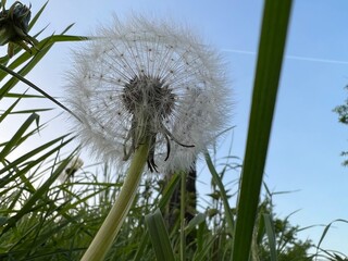 Pusteblume von unten fotografiert mit blauem Himmel 