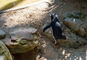 Little Blue Penguin (Eudyptula minor)