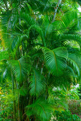 lush bright green palm tree in the tropical jungle