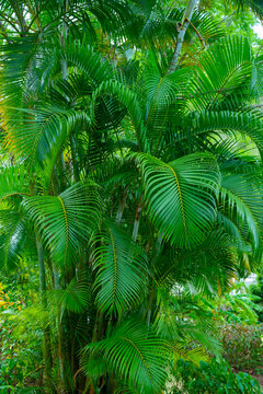 lush bright green palm tree in the tropical jungle © InspireGalleries