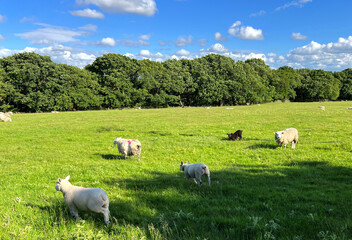 Obraz premium Sheep in a large green pasture, with trees in the distance on, Lode Pit Lane, Bingley, UK