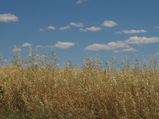 Fototapeta premium wheat field and blue sky