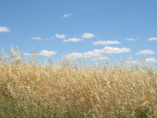 wheat field and blue sky