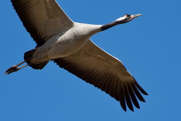 Common crane in a close up,Sweden - 509688264