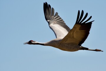 Common crane in a close up,Sweden - 509688265
