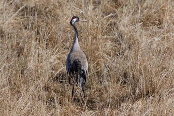 Common crane in a close up,Sweden - 509688269