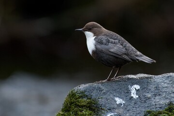 White throated dipper on a stone in a creek,Sweden - 509688278