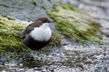 White throated dipper on a stone in a creek,Sweden - 509688279