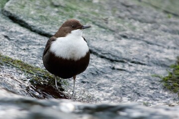 White throated dipper on a stone in a creek,Sweden - 509688282