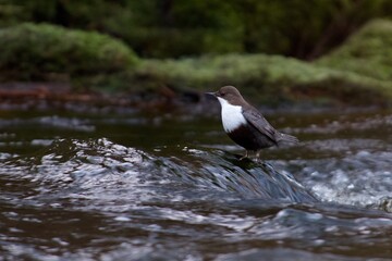 White throated dipper on a stone in a creek,Sweden - 509688283