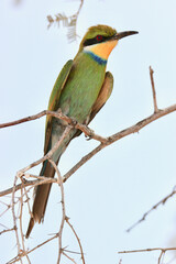 Swallow-tailed Bee-eater in the Kgalagadi, South Africa
