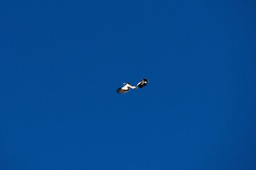Australian Magpie-Lark (Grallina cyanoleuca)