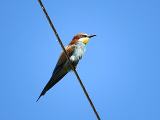 kingfisher on the branch