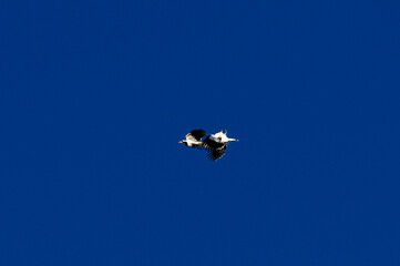 Australian Magpie-Lark (Grallina cyanoleuca)