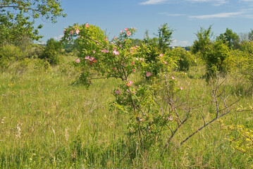 Blooming bush of Rosa canina, Dog Rose bush on a meadow. Landscape orientation, no people.