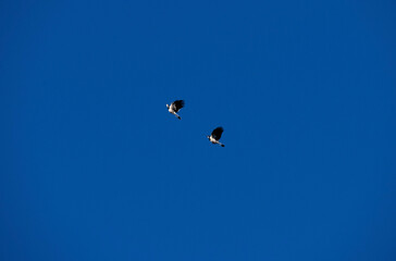 Australian Magpie-Lark (Grallina cyanoleuca)