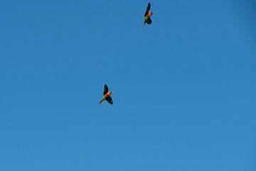 Australian Rainbow Lorikeet ( Trichoglossus moluccanus)