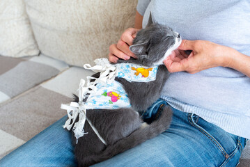 Sick domestic cat lies after surgery on knees of a owner. Postoperative bandage. Care of a pet...