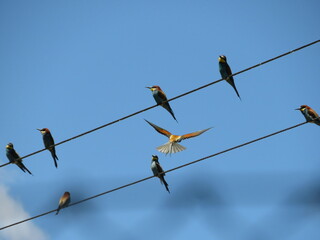 birds on wire