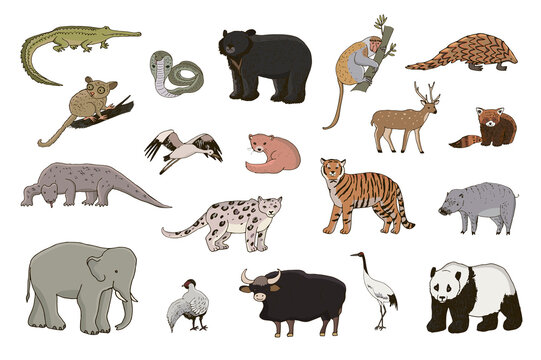 Asian animals elephant, panda, leopard, bear, tiger vector illustrations set