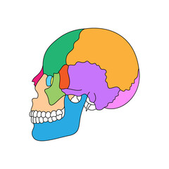 Human skull bones anatomy. Colored cranial parts structure. Human head diagram vector illustration.
