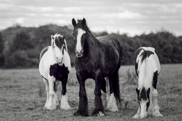 Fototapeta na wymiar Portrait chevaux Shire