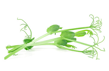 Young pea plants grown as microgreen isolated on a white background. Microgreen pea sprouts.