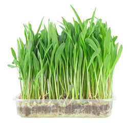Young fresh green popcorn microgreen sprouts in a transparent container isolated on a white background. Healthy vegan food. Sweet vegetable.