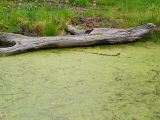 Algae Green Stream Water