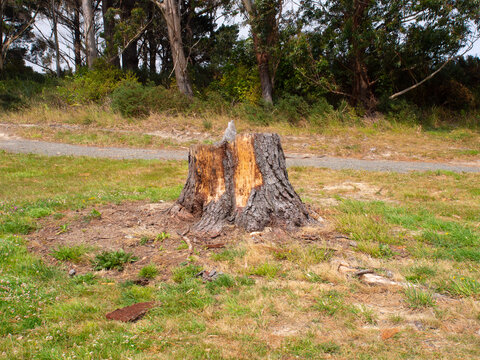 Broken Tree Trunk Stump